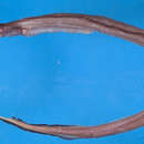 Image of Solitary duckbill eel