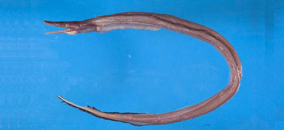 Image of Nettastoma