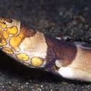 Image of Napoleon snake eel