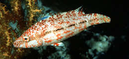 Image of Blackstripe wrasse