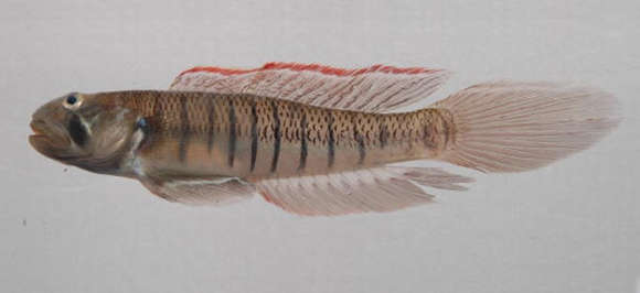 Image of Oxyurichthys