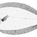 Image of Coarctate flounder