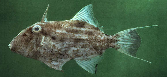 Image of black sand filefish