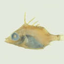 Image of Sawspine spikefish
