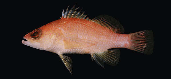 Image of Plectranthias