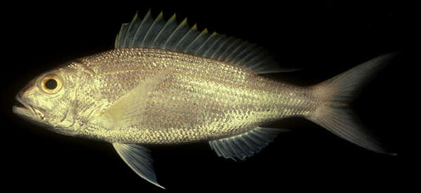 Image of Sharptooth jobfish