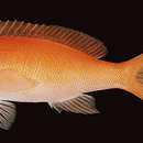 Plancia ëd Pseudanthias thompsoni (Fowler 1923)