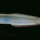 Image of Lyre-tail dart goby
