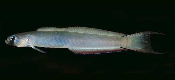 Image of Ptereleotris