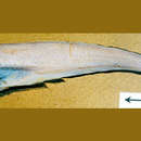 Image of Blackedge pearlfish