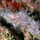 Image of Lacy scorpionfish