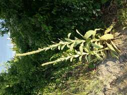 Image of Great Mullein