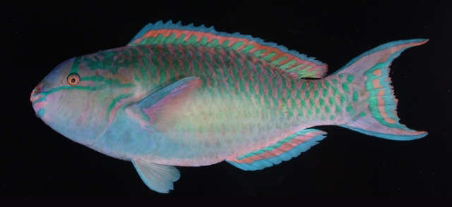 Image of Chameleon parrotfish