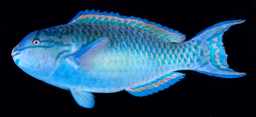 Image of Chameleon parrotfish