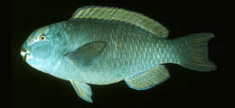 Image of Pacific slopehead parrotfish