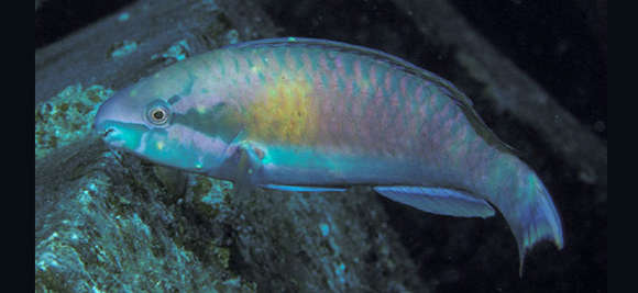 Image of Black-tail parrotfish
