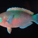 Image of Green-blotched parrotfish