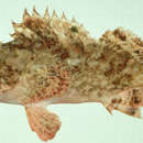 Image of Raggy scorpionfish