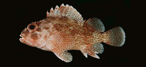 Image of Dark-spotted scorpionfish