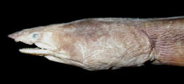 Image of Caecula