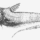 Imagem de Sphagemacrurus pumiliceps (Alcock 1894)