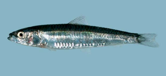 Image of Spratelloides