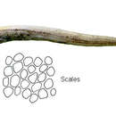 Image of Shortdorsal cutthroat eel