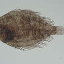 Image of Günther&#39;s Ocellated Flounder