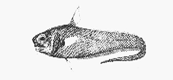 Image of Trachonurus