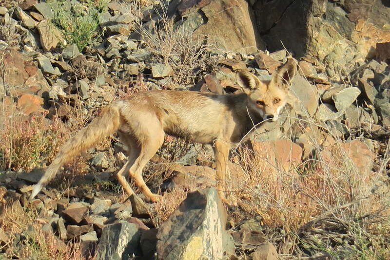 Image of Arabian red fox