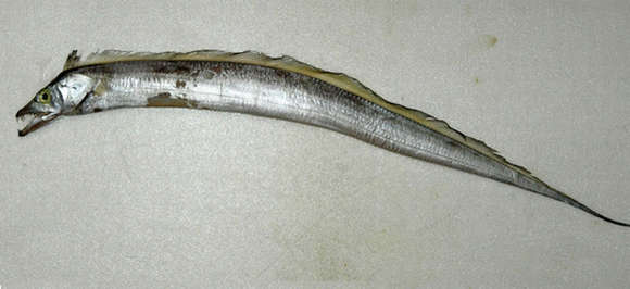Image of Largehead hairtail