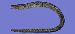 Image of Uropterygius