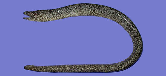 Image of Uropterygius