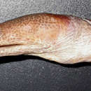 Image of Strict snake eel