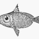 Image de Zenion hololepis (Goode & Bean 1896)