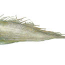 Image of Scalloped Ribbon Fish
