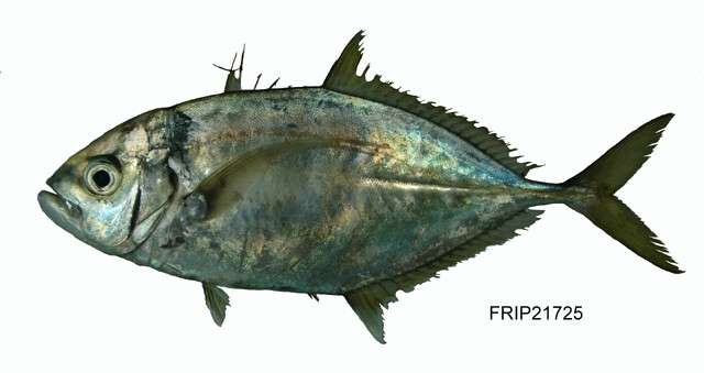 Image of trevally