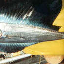 Image of Pacific fanfish