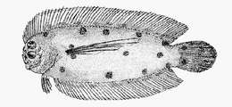 Image of crested flounders