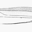 Image of Hair tail