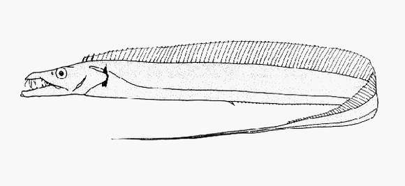 صورة Lepturacanthus