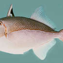 Image of Blueline triggerfish