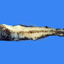 Image of Regan&#39;s lanternfish