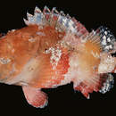 Image of Sculpin scorpionfish