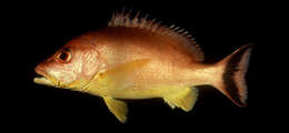 Image of Crescent snapper