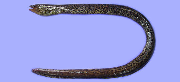 Image of Freshwater Moray