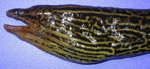 Image of Freshwater Moray