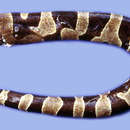 Image of Banded Creeping Eel