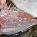 Image of Yellowfin sea bream