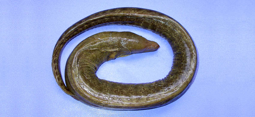 Image of Taiwanese moray eel